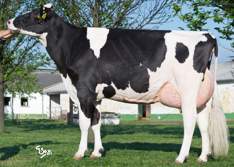 K2 NADI JEDI -  NAUTILUS anyja - KÖRÖS 2000 KFT